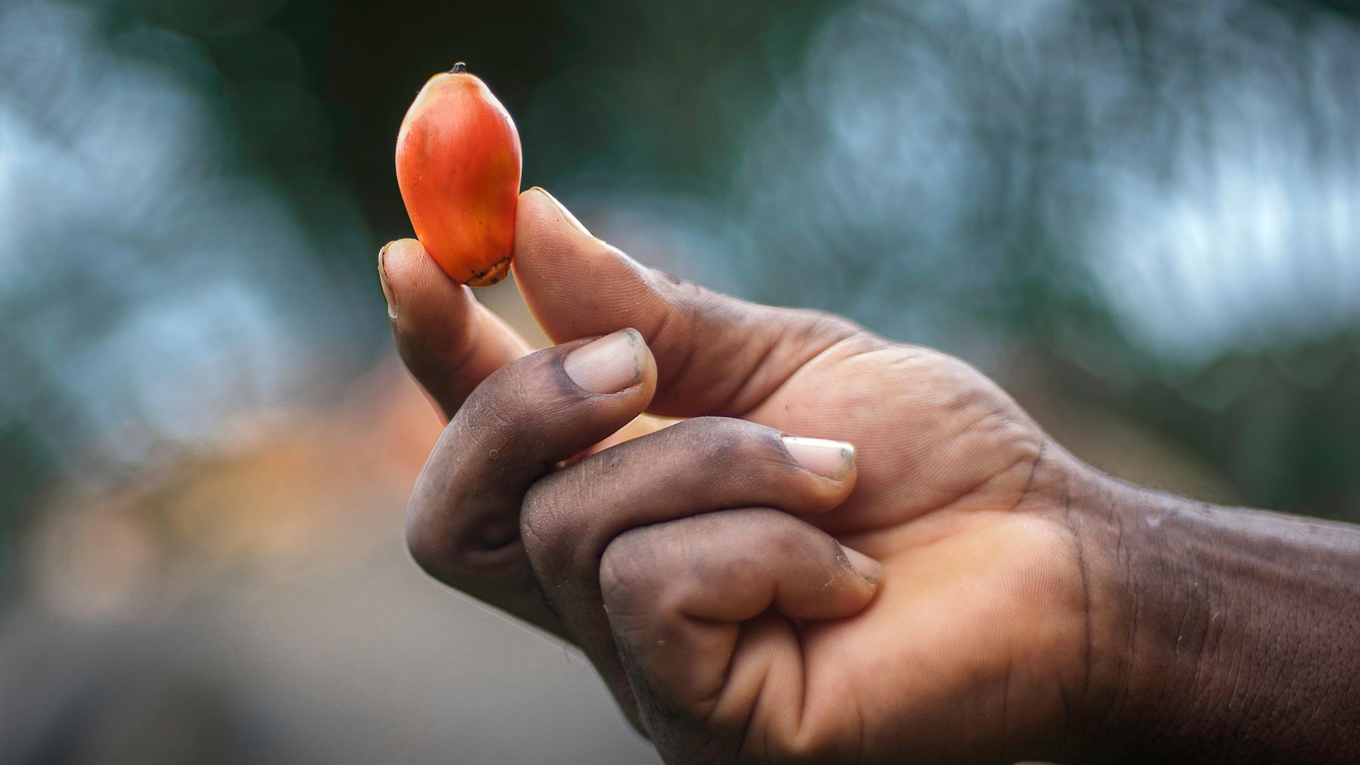 Eine Hand hält eine Palmfrucht in die Luft.