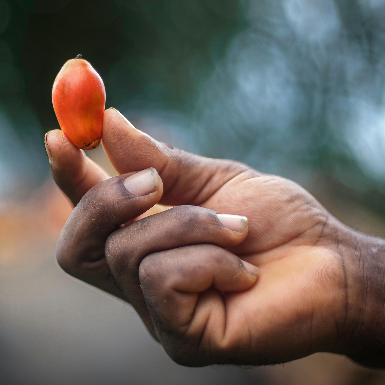 Eine Hand hält eine Palmfrucht in die Luft.