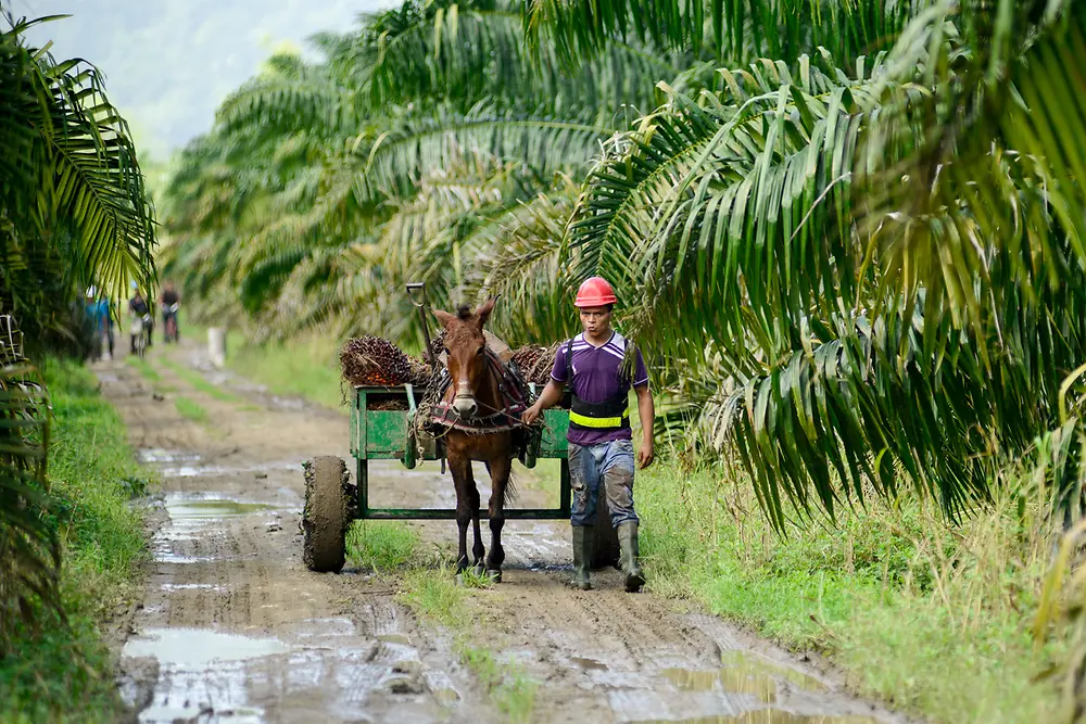 Ein Mann führt einen Esel mit einem Karren voller Palmfrüchte über einen Weg. Auf beiden Seiten des Wegs stehen Palmen.