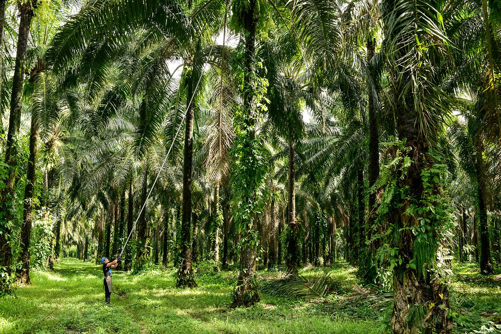 Ein Mann schneidet mit einer langen, dünnen Stange den Ast einer Palme ab. Er steht in der Mitte eines Palmenwaldes.