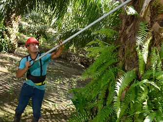 sustainable palm oil