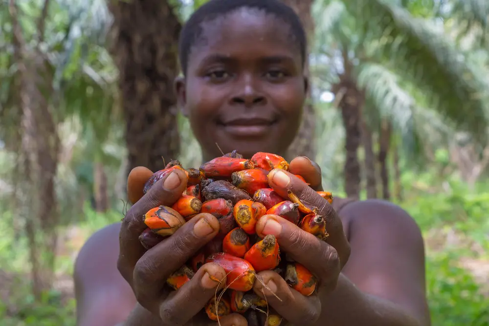 Förderung von nachhaltigem Palmöl: Eine Frau hält Palmfrüchte in ihren Händen