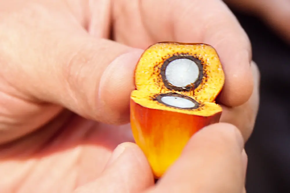 Förderung von nachhaltigem Palmöl: Zwei Hände halten eine aufgeschnittene Palmfrucht.