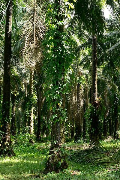 man-harvesting-palm-fruits-in-the-palm-forest