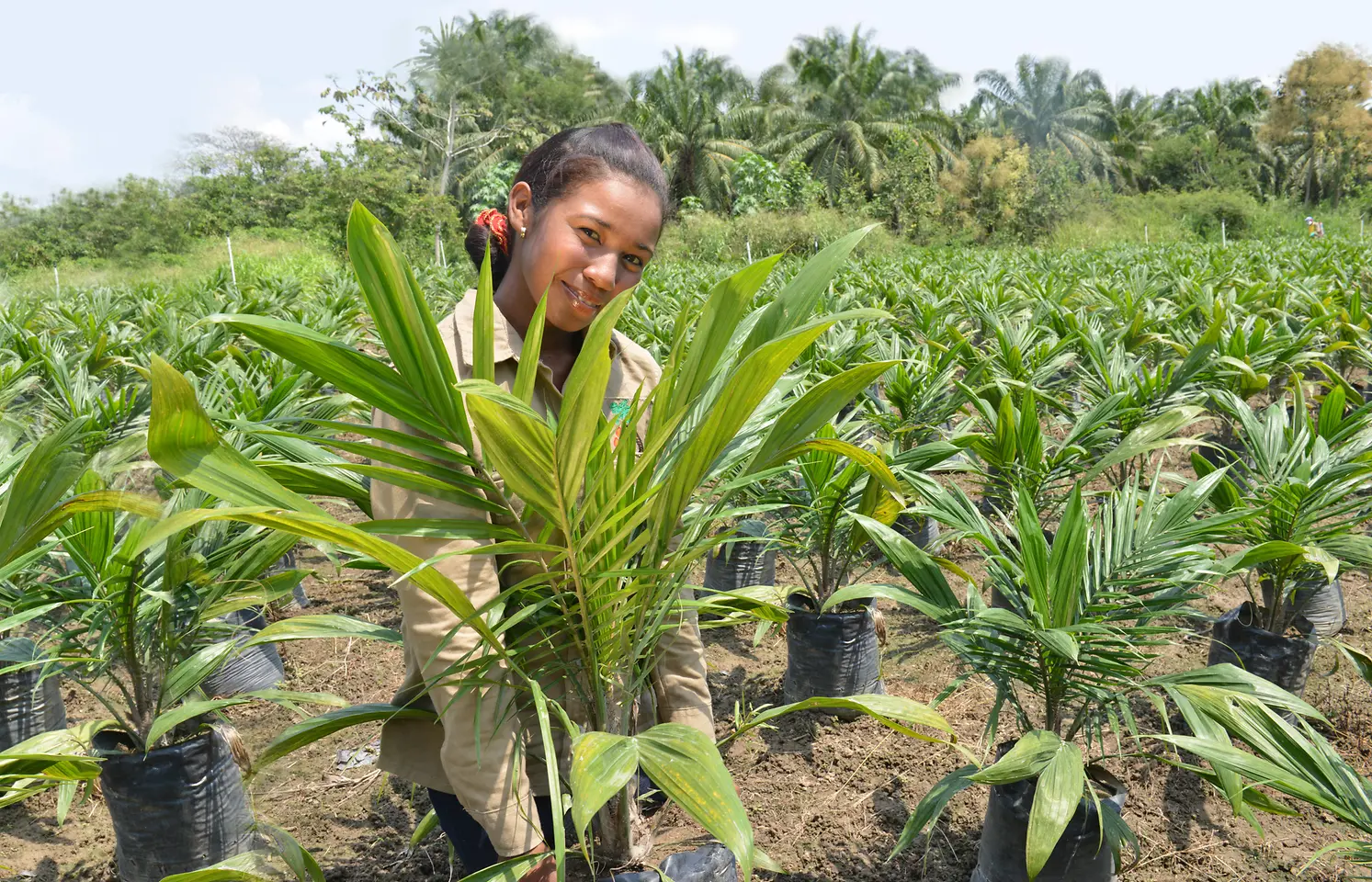 Palmölplantage