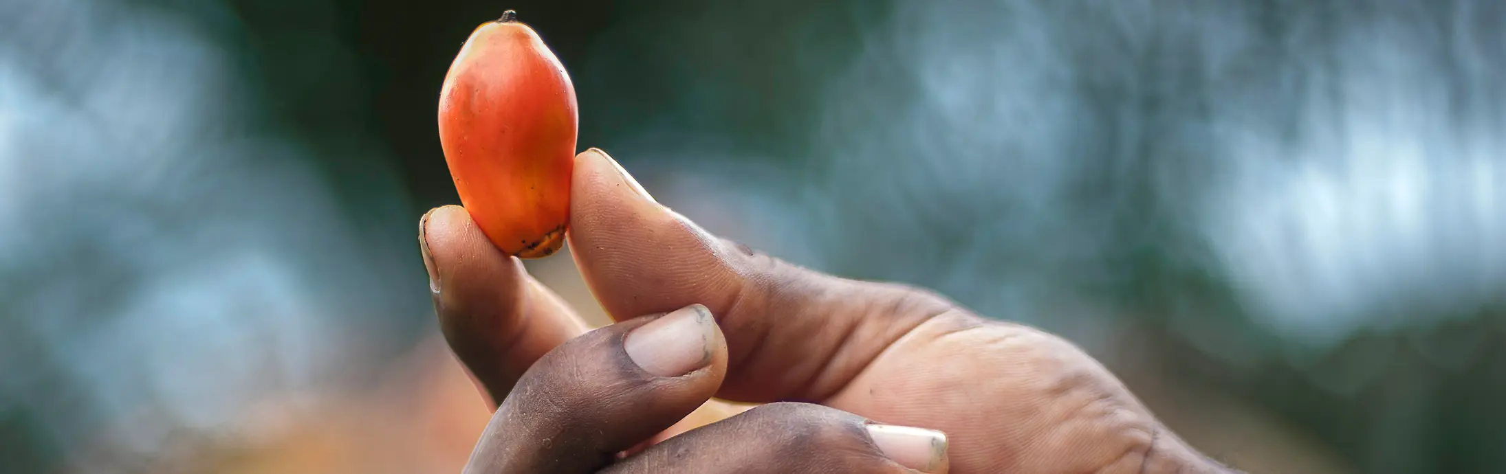 Eine frische Palmfrucht, die zwischen den Fingerspitzen gehalten wird, wobei natürliches Licht ihre glatte Oberfläche hervorhebt.