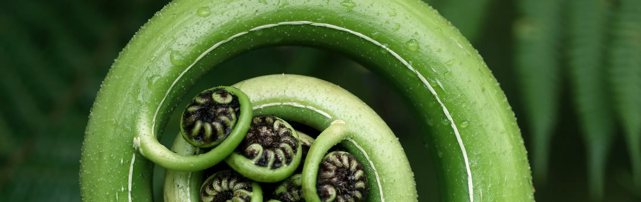 A close-up of an unfurling green fern frond, shaped in a spiral with small curled leaflets at its center, surrounded by lush green fern leaves.