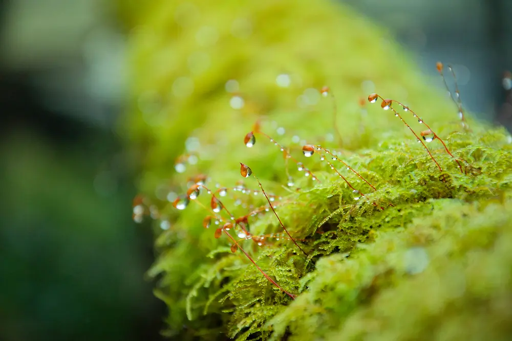 A close-up view of bright green moss with delicate, thin red stalks emerging from it, each holding small droplets of water. The background is softly blurred, emphasizing the texture and moisture on the moss.