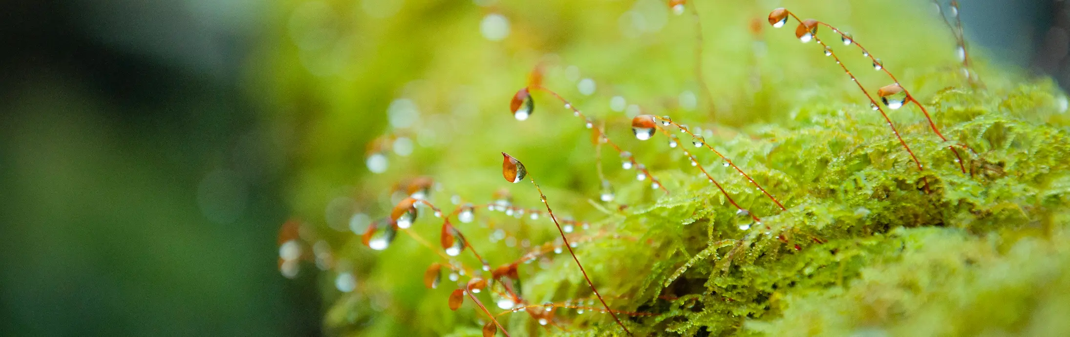A close-up view of bright green moss with delicate, thin red stalks emerging from it, each holding small droplets of water. The background is softly blurred, emphasizing the texture and moisture on the moss.