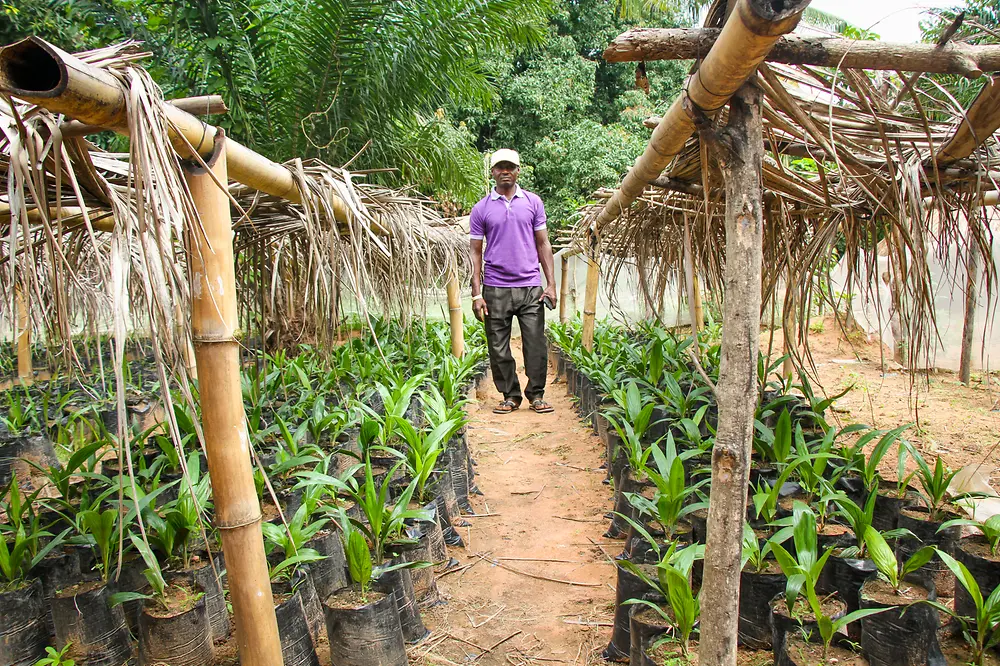Ein Landwirt steht auf einem Acker, auf dem junge Pflanzen unter Schatten spendenden Konstruktionen wachsen.