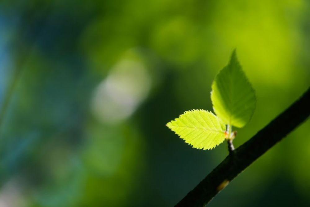 tree-green-leaf
