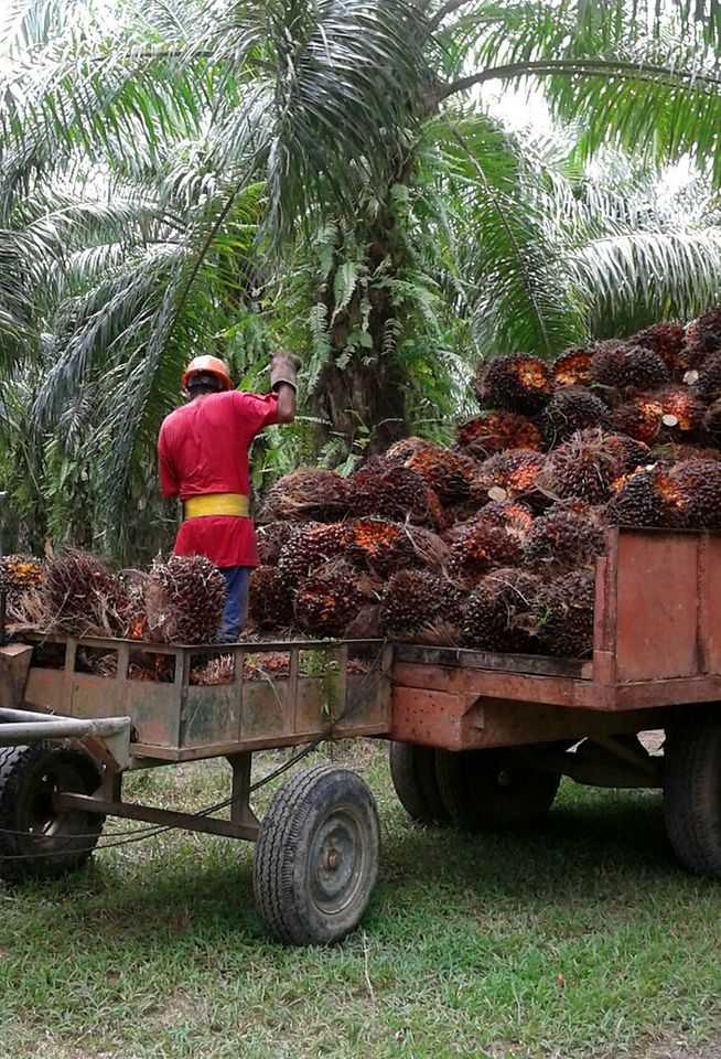 Ernte frischer Palmfrüchte