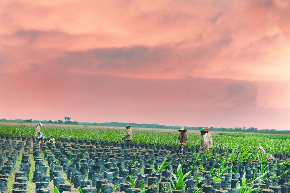 Durch die neue digitale Plattform Farming Solution sollen Kleinbauern dazu befähigt werden, ihre Produktivität zu steigern