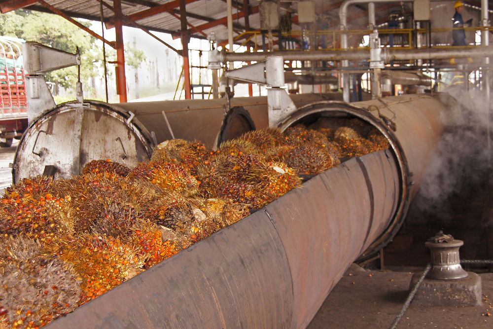 Verarbeitung Palmöl