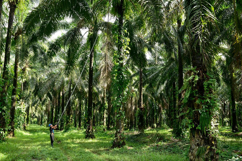 Mann erntet Palmfrüchte im Palmenwald