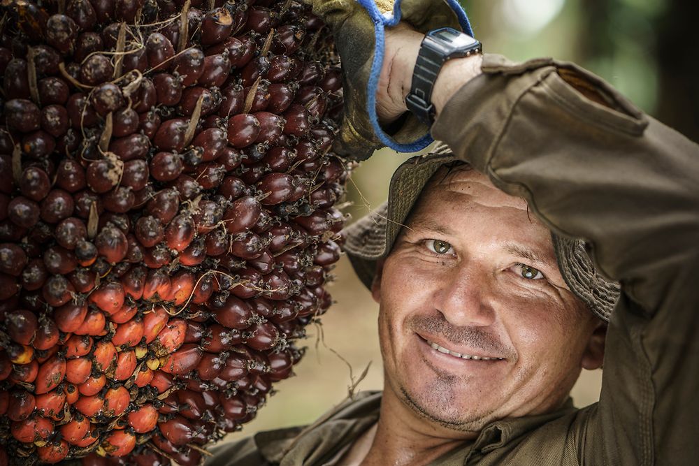 Palmölbauer bei der Ernte von Palmfrüchten
